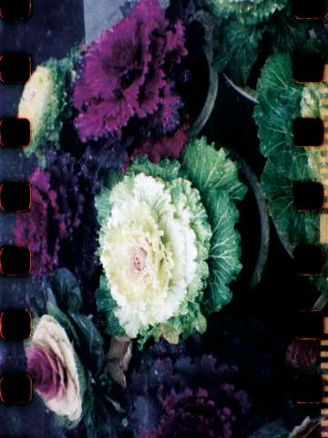 How do you like your cabbage? 2