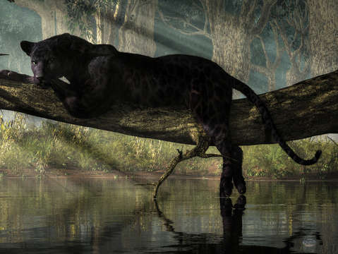 Bagheera