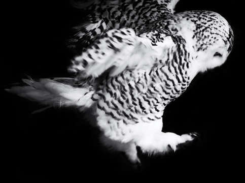Owl leap