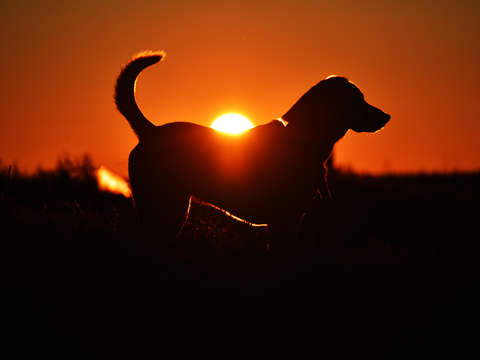 Dog sunset