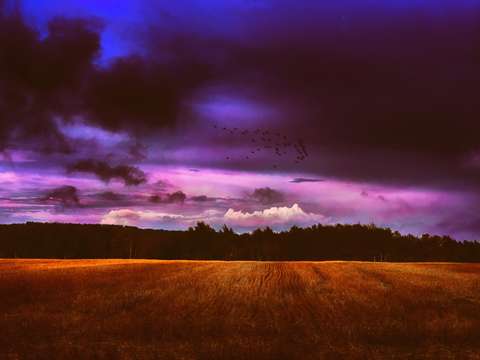 Landscape purple