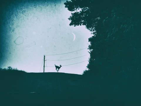 Fawn dreams