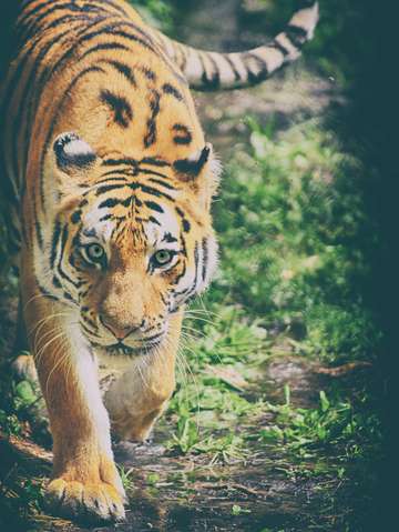 Predator or prey