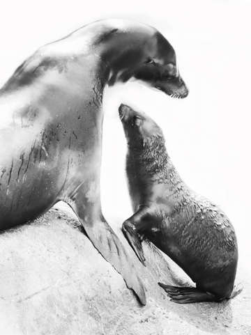 Mothers love
