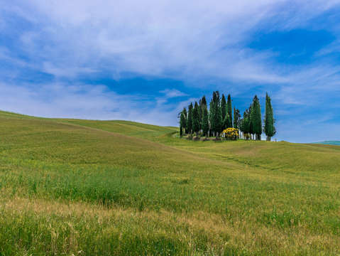 Trees in the distance