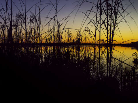 Yellow dawn 2