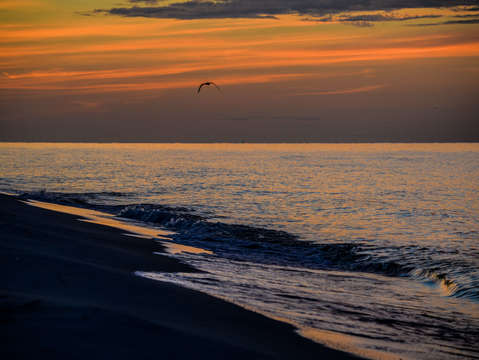 Seagull over a calm gulf