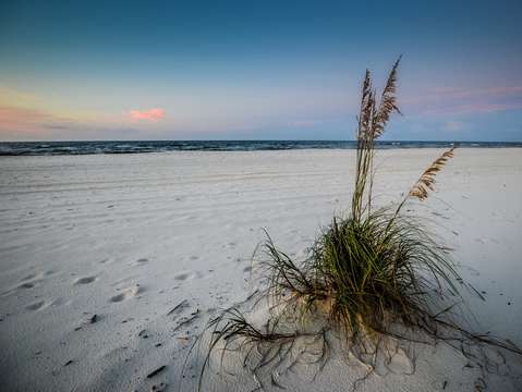 Grass and seaoats on a lone beach
