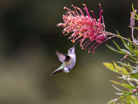 Hummer in spotlight