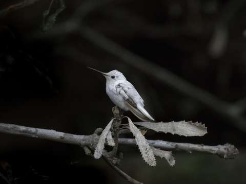 Rare leucistic annas hummingbird