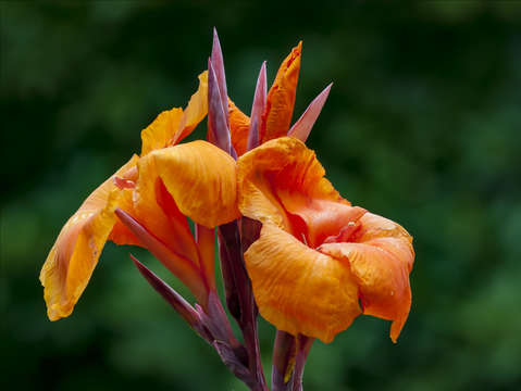 Greens and orange