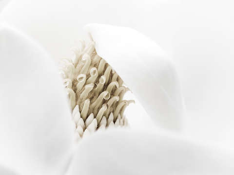 Magnolia abstract i