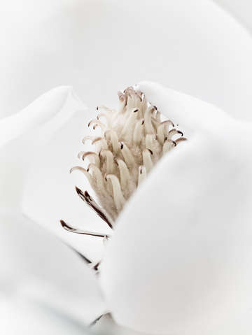 Magnolia abstract ii