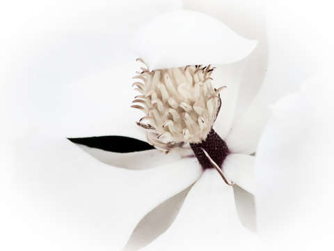 Magnolia abstract iii