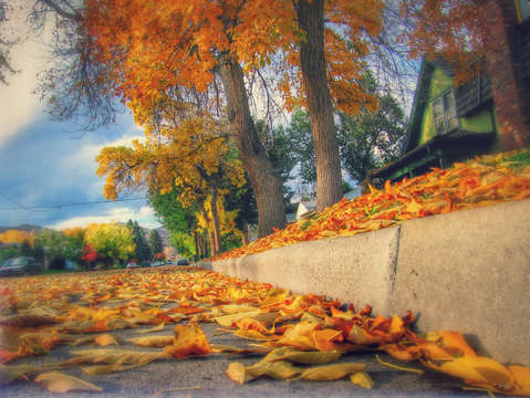 Fall in golden