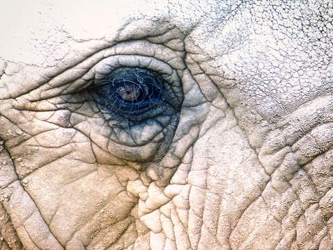 The eyes have it 2