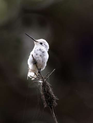 Rare leucistic annas hummingbird 2