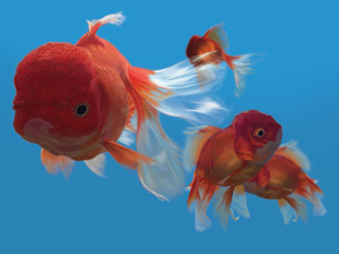 Oranda