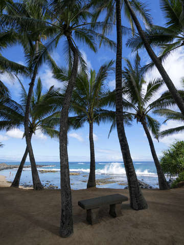 Paradise 5