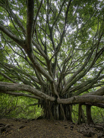 Banyan Tree