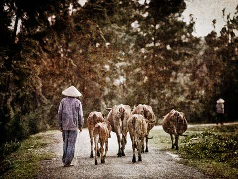 Herding the cattle