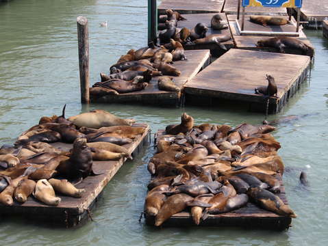 Sea lions
