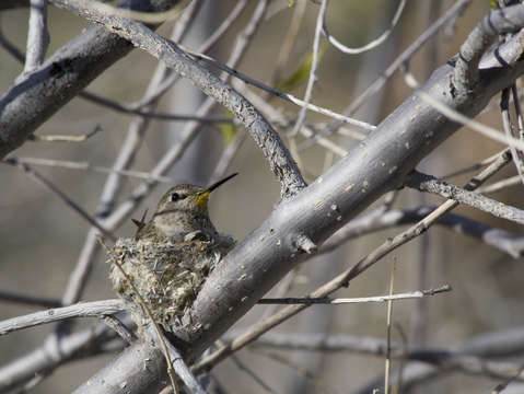 Nesting hummingbird