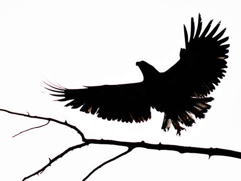 Featherd light