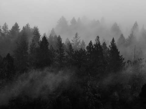 Spectral forest