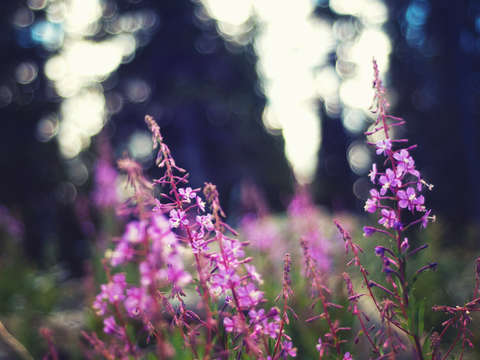 Peaceful joy