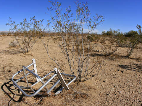 Desert lawn chair