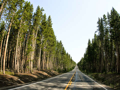 Dense trees through yellowstone