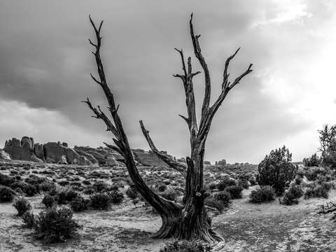 Jagged tree at arches national park bw