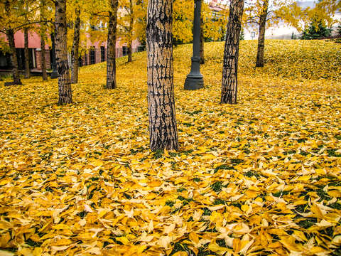 Autumn in telluride