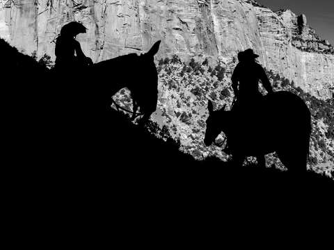 Mules in the grand canyon