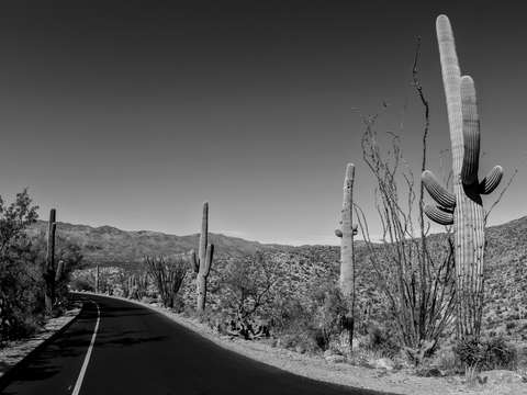Saguaro national park