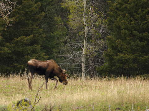 Moose