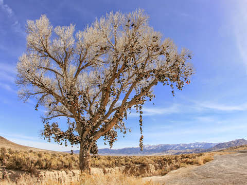 Middlegate nevada shoetree