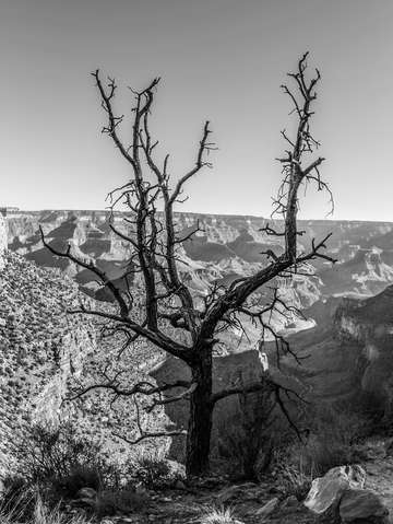 Scraggly tree in grand canyon
