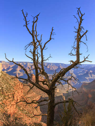 Scraggly tree in grand canyon 2