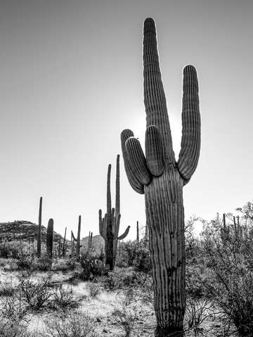 Saguaro near payson