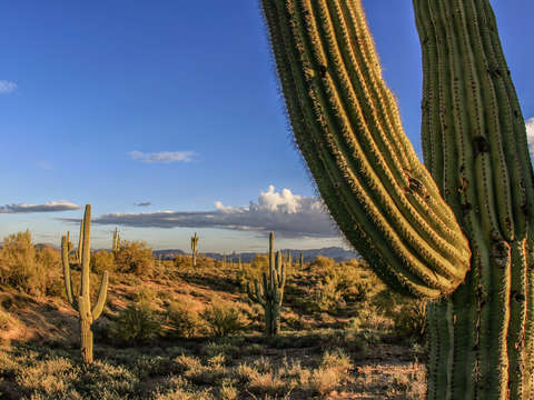 Giant cactus in arizona