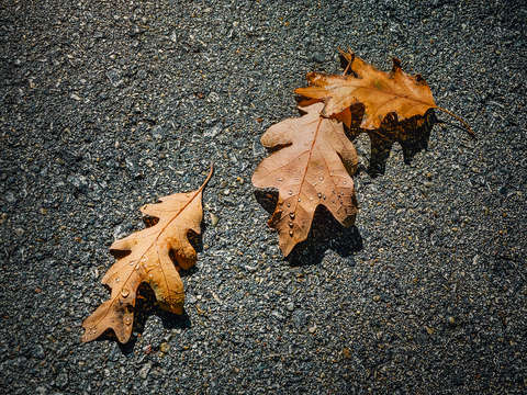 Three oak leaves