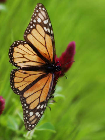 Monarch butterfly 13