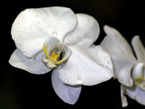 White orchid 2