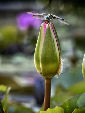Dragonfly on lotus