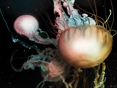 Cnidarians i