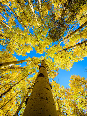 Aspens flowing to the sky