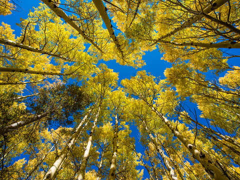 Aspens and pine