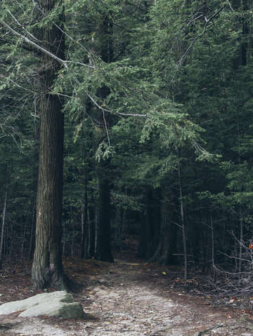 Into the forest